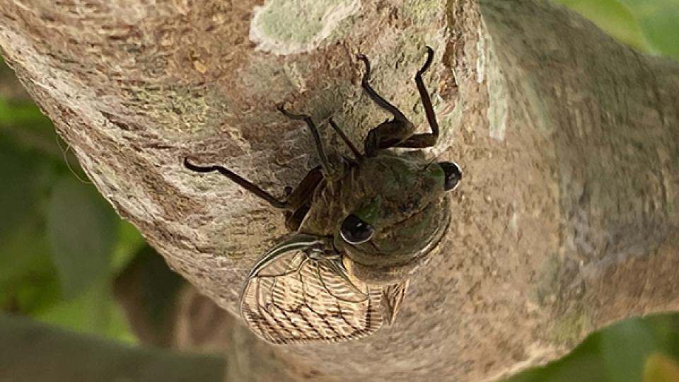 cicada-1.jpg